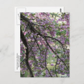 さくらんぼの花の中で鴨 ポストカード (正面/裏面)