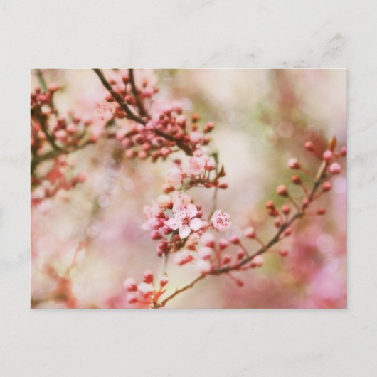 さくらんぼの花の写真 ポストカード (正面)