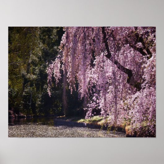 さくらんぼの花の木の上の水の上に、小さい ポスター (正面)