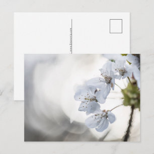 さくらんぼの花の自然写真 シーズンポストカード