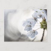 さくらんぼの花の自然写真 シーズンポストカード (正面)