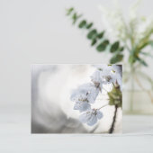 さくらんぼの花の自然写真 シーズンポストカード (スタンド正面)