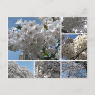 さくらんぼの花の開花葉書 ポストカード