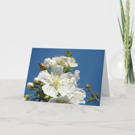 さくらんぼの花グリーティングカードブルースカイ春 シーズンカード (正面)