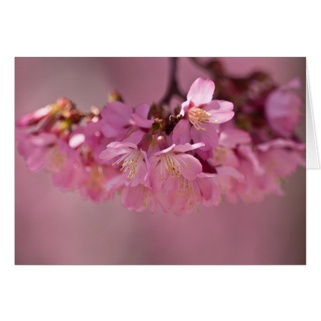 さくらんぼの花ホット春2012アパレル&ギフト (正面横)