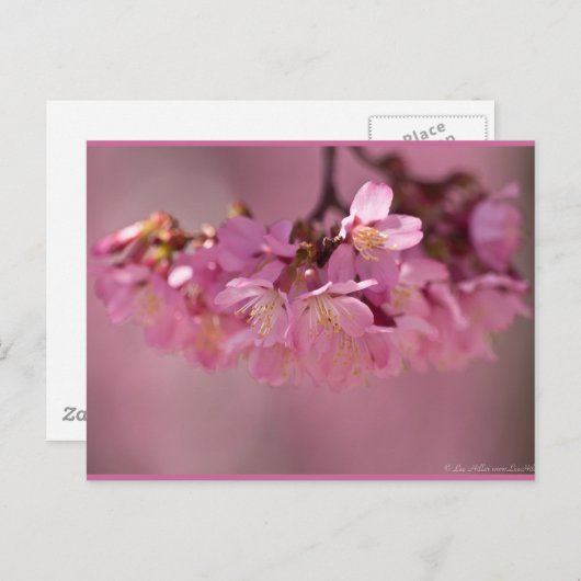 さくらんぼの花ホット春2012アパレル&ギフト ポストカード (正面/裏面)