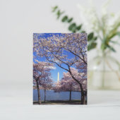 さくらんぼの花ワシントンDCポストカード ポストカード (スタンド正面)