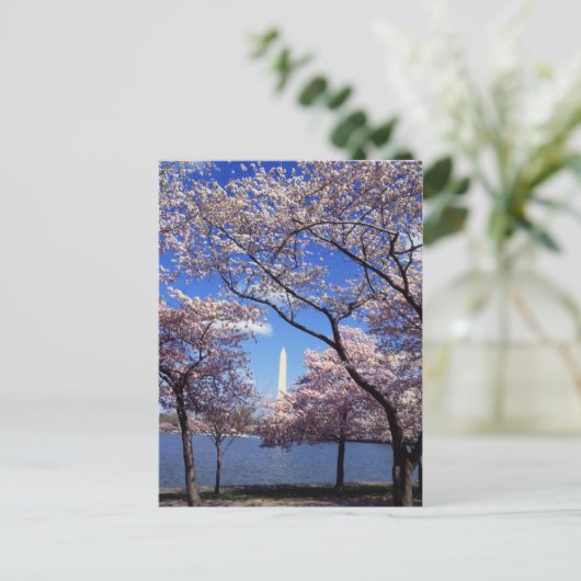 さくらんぼの花ワシントンDCポストカード ポストカード (スタンド正面)
