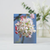 さくらんぼの花果 ポストカード (スタンド正面)