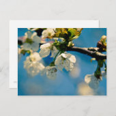 さくらんぼの花・はがき ポストカード (正面/裏面)