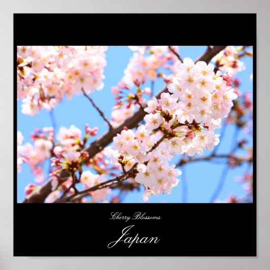 さくらんぼの花 ポスター (正面)