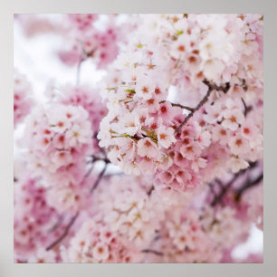 さくらんぼの花 ポスター
