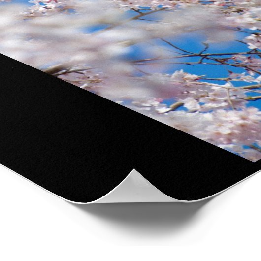 さくらんぼの花 ポスター (角)