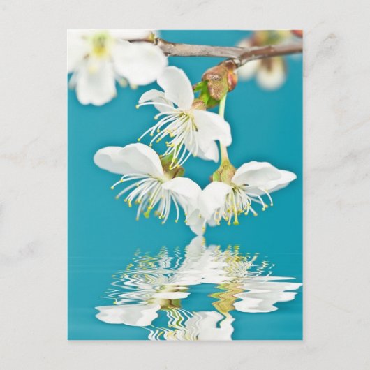 さくらんぼの花 ポストカード (正面)