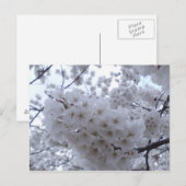 さくらんぼの花 ポストカード (正面/裏面)