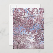 さくらんぼの花 ポストカード (正面/裏面)