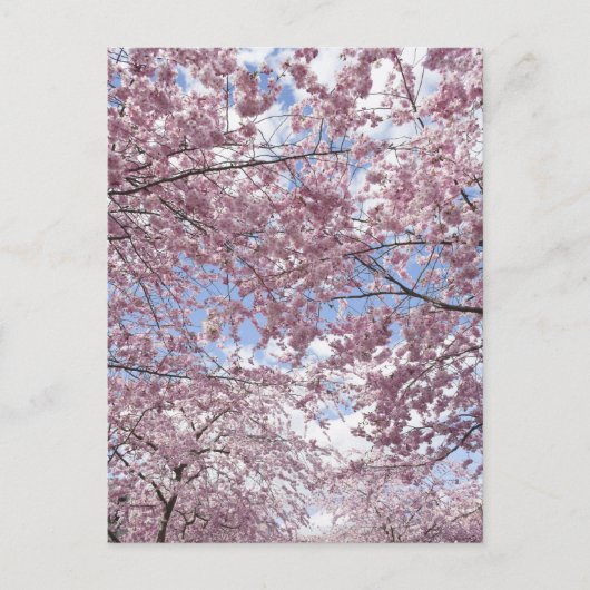 さくらんぼの花 ポストカード (正面)