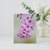 さくらんぼの花 ポストカード (スタンド正面)