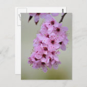 さくらんぼの花 ポストカード (正面/裏面)