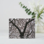 さくらんぼの花（ワシントンDC） ポストカード (スタンド正面)