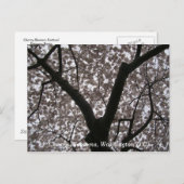 さくらんぼの花（ワシントンDC） ポストカード (正面/裏面)