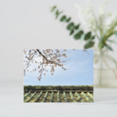 さくらんぼの花：増上寺，東京，ポストカ ポストカード (スタンド正面)