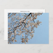 さくらんぼの花：日本 ポストカード (正面/裏面)