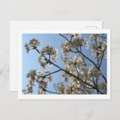 さくらんぼの花：日本 ポストカード (正面/裏面)