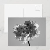 さくらんぼの花:日本(白黒)のはがき ポストカード (正面/裏面)