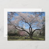 さくらんぼの花：東京都新宿御苑 ポストカード (正面/裏面)