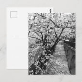 さくらんぼの花:東京都目黒川 ポストカード (正面/裏面)