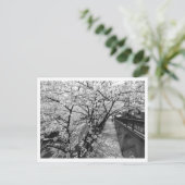 さくらんぼの花:東京都目黒川(黒・白) ポストカード (スタンド正面)