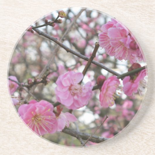 さくらんぼの花/桜/サクラ(桜) コースター (正面)