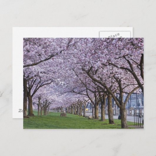 さくらんぼはアメリカ合衆国ウィラメット川沿いに咲く ポストカード (正面/裏面)