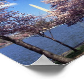 さくらんぼはワシントンD.C. ポスター (角)