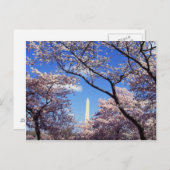 さくらんぼはワシントンD.C. ポストカード (正面/裏面)