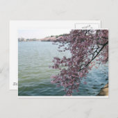 さくらんぼはワシントンDCで咲く ポストカード (正面/裏面)