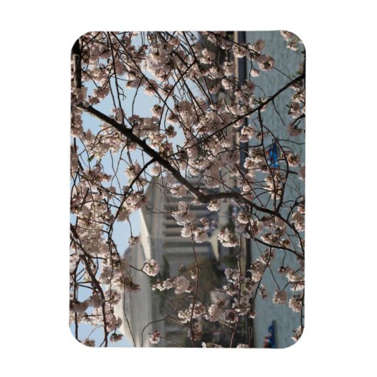さくらんぼはワシントンDcの開花に咲く マグネット (縦)