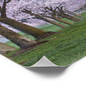 さくらんぼは米国ウィラメット川沿いに咲く ポスター (角)