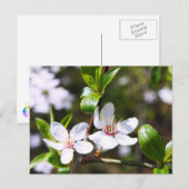 さくらんぼカップル ポストカード (正面/裏面)