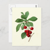 さくらんぼズバイピエールジョセフレッドエ ポストカード (正面/裏面)