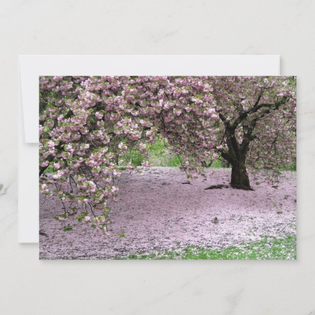 さくらんぼツリーズ春インセントラルパーク (正面)