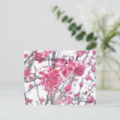 さくらんぼツリー開花ワシントンD.C. ポストカード (スタンド正面)