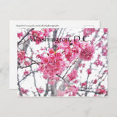 さくらんぼツリー開花ワシントンD.C. ポストカード (正面/裏面)