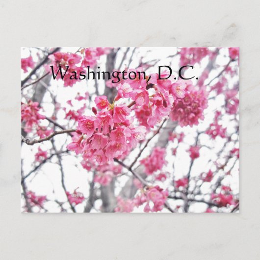 さくらんぼツリー開花ワシントンD.C. ポストカード (正面)