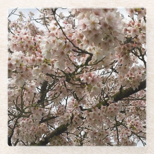 さくらんぼツリー(オレゴン州開花) ガラスコースター (正面)