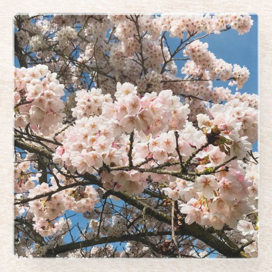 さくらんぼツリー(オレゴン州開花) ガラスコースター (正面)