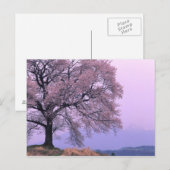 さくらんぼツリー ポストカード (正面/裏面)