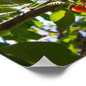 さくらんぼツリー，ミシガン ポスター (角)