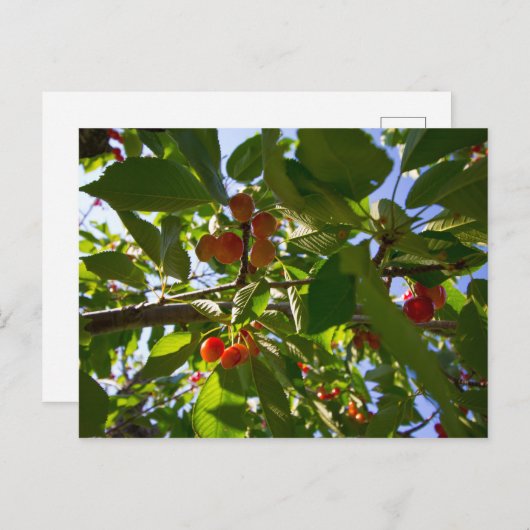さくらんぼツリー,ミシガン ポストカード (正面/裏面)